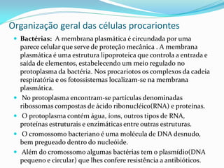 Organização geral das células procariontes
  Bactérias: A membrana plasmática é circundada por uma
     parece celular que serve de proteção mecânica . A membrana
     plasmática é uma estrutura lipoproteica que controla a entrada e
     saída de elementos, estabelecendo um meio regulado no
     protoplasma da bactéria. Nos procariotos os complexos da cadeia
     respiratória e os fotossistemas localizam-se na membrana
     plasmática.
     No protoplasma encontram-se partículas denominadas
     ribossomas compostas de ácido ribonucléico(RNA) e proteínas.
     O protoplasma contém água, íons, outros tipos de RNA,
     proteínas estruturais e enzimáticas entre outras estruturas.
     O cromossomo bacteriano é uma molécula de DNA desnudo,
     bem pregueado dentro do nucleóide.
     Além do cromossomo algumas bactérias tem o plasmídio(DNA
     pequeno e circular) que lhes confere resistência a antibióticos.
 