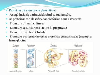  Proteínas da membrana plasmática:
 A seqüência de aminoácidos indica sua função.
 As proteínas são classificadas conforme a sua estrutura:
 Estrutura primária: Linear
 Estrutura secundária: α-hélice β- pregueada
 Estrutura terciária: Globular
 Estrutura quaternária: várias proteínas emaranhadas (exemplo:
  hemoglobina)
 