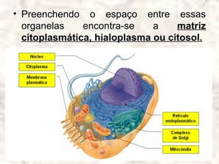 • Preenchendo o espaço entre essas
  organelas    encontra-se    a    matriz
  citoplasmática, hialoplasma ou citosol.
 
