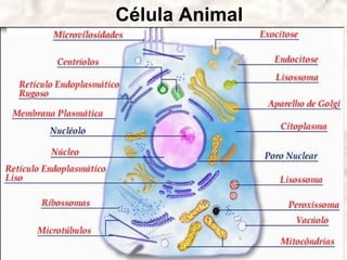 Célula Animal
 
