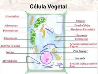 Célula Vegetal
 