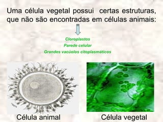 Uma célula vegetal possui certas estruturas,
que não são encontradas em células animais:

                    Cloroplastos
                   Parede celular
          Grandes vacúolos citoplasmáticos




  Célula animal                      Célula vegetal
 