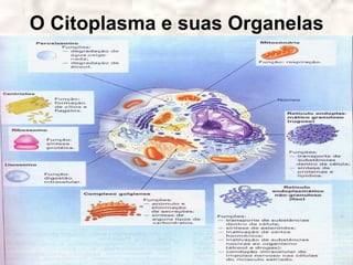 O Citoplasma e suas Organelas
 