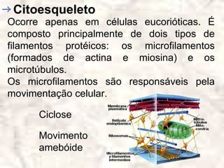 Citoesqueleto
Ocorre apenas em células eucorióticas. É
composto principalmente de dois tipos de
filamentos protéicos: os microfilamentos
(formados de actina e miosina) e os
microtúbulos.
Os microfilamentos são responsáveis pela
movimentação celular.

      Ciclose

      Movimento
      amebóide
 
