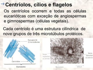 Centríolos, cílios e flagelos
Os centríolos ocorrem e todas as células
eucarióticas com exceção de angiospermas
e gimnospermas (células vegetais).
Cada centríolo é uma estrutura cilíndrica de
nove grupos de três microtúbulos protéicos.
 