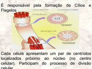 É responsável pela formação de Cílios e
Flagelos




Cada célula apresentam um par de centríolos
localizados próximo ao núcleo (no centro
celular). Participam do processo de divisão
 
