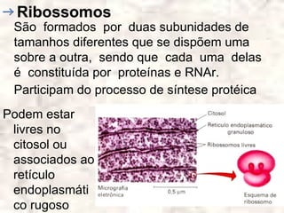 Ribossomos
 São formados por duas subunidades de
 tamanhos diferentes que se dispõem uma
 sobre a outra, sendo que cada uma delas
 é constituída por proteínas e RNAr.
 Participam do processo de síntese protéica
Podem estar
 livres no
 citosol ou
 associados ao
 retículo
 endoplasmáti
 co rugoso
 