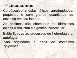 Lisossomos
Corpúsculos citoplasmáticos arredondados,
pequenos e com grande quantidade de
enzimas em seu interior.
As enzimas são chamadas de hidrolases
ácidas e realizam a digestão intracelular .
Estão ligadas ao processos de heterofagia e
autofagia.
São originados a partir do complexo
golgiense.
 