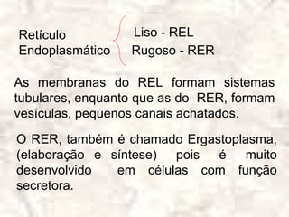 Retículo          Liso - REL
Endoplasmático    Rugoso - RER

As membranas do REL formam sistemas
tubulares, enquanto que as do RER, formam
vesículas, pequenos canais achatados.

O RER, também é chamado Ergastoplasma,
(elaboração e síntese) pois  é   muito
desenvolvido   em células com função
secretora.
 