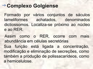Complexo Golgiense
Formado por vários conjuntos de sáculos
lameliformes    achatados,     denominados
dictiossomos. Localiza-se próximo ao núcleo
e ao RER.
 Assim como o RER, ocorre com mais
 abundância em células secretórias
Sua função está ligada a concentração,
modificação e eliminação de secreções, como
também a produção de polissacarídeos, como
a hemicelulose.
 