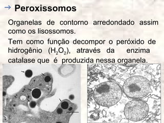 Peroxissomos
Organelas de contorno arredondado assim
como os lisossomos.
Tem como função decompor o peróxido de
hidrogênio (H2O2), através da     enzima
catalase que é produzida nessa organela.
 