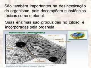 São também importantes na desintoxicação
do organismo, pois decompõem substâncias
tóxicas como o etanol.
Suas enzimas são produzidas no citosol e
incorporadas pela organela.
 