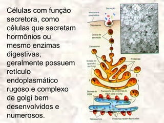 Células com função
secretora, como
células que secretam
hormônios ou
mesmo enzimas
digestivas,
geralmente possuem
retículo
endoplasmático
rugoso e complexo
de golgi bem
desenvolvidos e
numerosos.
 