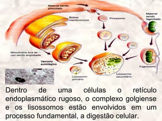 Dentro    de   uma     células   o     retículo
endoplasmático rugoso, o complexo golgiense
e os lisossomos estão envolvidos em um
processo fundamental, a digestão celular.
 