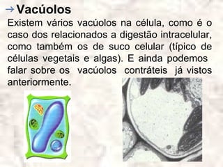 Vacúolos
Existem vários vacúolos na célula, como é o
caso dos relacionados a digestão intracelular,
como também os de suco celular (típico de
células vegetais e algas). E ainda podemos
falar sobre os vacúolos contráteis já vistos
anteriormente.
 