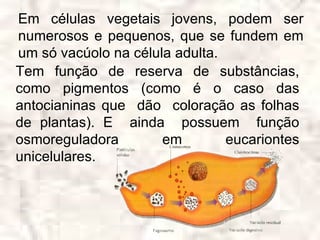 Em células vegetais jovens, podem ser
numerosos e pequenos, que se fundem em
um só vacúolo na célula adulta.
Tem função de reserva de substâncias,
como pigmentos (como é o caso das
antocianinas que dão coloração as folhas
de plantas). E ainda possuem função
osmoreguladora        em        eucariontes
unicelulares.
 