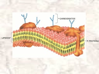 CARBOIDRATOS




LIPIDIOS
                          PROTEÍNA
 