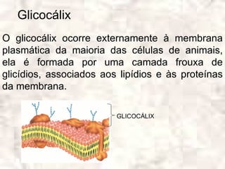 Glicocálix
O glicocálix ocorre externamente à membrana
plasmática da maioria das células de animais,
ela é formada por uma camada frouxa de
glicídios, associados aos lipídios e às proteínas
da membrana.

                         GLICOCÁLIX
 