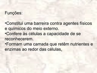 Funções:

•Constitui uma barreira contra agentes físicos
e químicos do meio externo.
•Confere às células a capacidade de se
reconhecerem.
•Formam uma camada que retêm nutrientes e
enzimas ao redor das células.
 