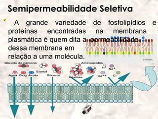 Semipermeabilidade Seletiva
  A grande variedade de fosfolipídios e
proteínas encontradas na membrana
plasmática é quem dita a permeabilidade
dessa membrana em
relação a uma molécula.
 