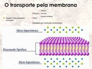 O transporte pela membrana
                                  Difusão
                         Passivo Osmose
                                  Difusão facilitada
Existem três processos   Ativo
principais
                         Mediados por vesículas (endocitose)
 