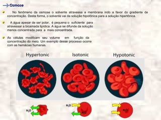 Osmose
   No fenômeno da osmose o solvente atravessa a membrana indo a favor do gradiente de
concentração. Desta forma, o solvente vai da solução hipotônica para a solução hipertônica.

  A água apesar de ser polar, é pequena o suficiente para
atravessar a bicamada lipídica. A água se difunde da solução
menos concentrada para a mais concentrada.

As células modificam seu volume     em    função da
concentração do meio. Um exemplo desse processo ocorre
com as hemácias humanas.
 