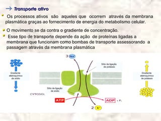 Transporte ativo
 Os processos ativos são aqueles que ocorrem através da membrana
plasmática graças ao fornecimento de energia do metabolismo celular.
O movimento se da contra o gradiente de concentração.
Esse tipo de transporte depende da ação de proteínas ligadas a
membrana que funcionam como bombas de transporte assessorando a
passagem através da membrana plasmática


                                            Sítio de ligação
                                              de potássio

   Gradiente                                                     Gradiente
 eletroquímico                                                 eletroquímico
    de sódio                                                    de potássio



                     Sítio de ligação
                         de sódio
 