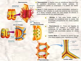 Desmossomo            Desmossomos  Regiões ricas em substâncias adesivas e fios
                            de queratina. Encontrados entre células epiteliais. Os
                            desmossomos ajudam na sustentação e na adesão das células
                            entre si
                             Nexos  Estão presentes em células embrionárias, cardíacas e
                            hepáticas. São formados da junção das proteínas das membranas
                            de 2 células formando canais, por onde passam de alimento e
                            outras substâncias de uma célula para outra.

                                               Zônulas  Tem como função impedir a
                                             passagem de substâncias entre as células. São
                                             encontradas principalmente nas células epiteliais
                         Nexos ou            do intestino.
Zônula Oclusa       junção comunicante
                                               Plasmodesmos  Poros com ligações de
                                             citoplasma que facilitam a passagem de
                                             substâncias de uma célula para outra. Essas
                                             estruturas são encontradas apenas em células
                                             vegetais.

                                             Lamela Média  Camada de pectina que liga
                                             uma célula vegetal a outra, mantendo-as unidas.




                               Plasmodesmos                          Lamela média
 