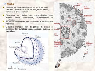 Núcleo
Estrutura encontrada em células eucarióticas, que
coordena e comanda todas as funções da célula,
inclusive a divisão celular
Geralmente as células são mononucleadas, mas
existem células dinucleadas, multinucleadas e
anucleadas.
As células anucleadas não se dividem e por isso tem
vida curta.
O núcleo interfásico (fora de período de divisão) é
composto de: carioteca, nucleoplasma, nucléolo e
cromatina
                            Cromatina

                                        Poros
                                        nucleares


                 Nucléolo


    Nucleoplasma




             Mem. interna



 Carioteca          Mem. externa
 