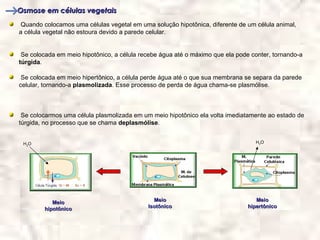 Osmose em células vegetais
 Quando colocamos uma células vegetal em uma solução hipotônica, diferente de um célula animal,
a célula vegetal não estoura devido a parede celular.


 Se colocada em meio hipotônico, a célula recebe água até o máximo que ela pode conter, tornando-a
túrgida.

 Se colocada em meio hipertônico, a célula perde água até o que sua membrana se separa da parede
celular, tornando-a plasmolizada. Esse processo de perda de água chama-se plasmólise.



 Se colocarmos uma célula plasmolizada em um meio hipotônico ela volta imediatamente ao estado de
túrgida, no processo que se chama deplasmólise.


 H2O                                                                             H2O




           Meio                               Meio                                Meio
        hipotônico                          Isotônico                          hipertônico
 