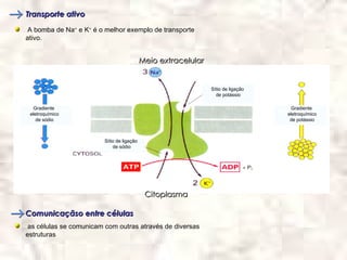 Transporte ativo

 A bomba de Na+ e K+ é o melhor exemplo de transporte
ativo.


                                            Meio extracelular


                                                                Sítio de ligação
                                                                  de potássio

   Gradiente                                                                         Gradiente
 eletroquímico                                                                     eletroquímico
    de sódio                                                                        de potássio



                         Sítio de ligação
                             de sódio




                                             Citoplasma

Comunicaçãso entre células
 as células se comunicam com outras através de diversas
estruturas
 