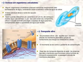 Osmose em organismos unicelulares

 Alguns organismos unicelulares possuem estruturas responsáveis pelo
bombeamento de água, controlando assim a entrada e saída de água da célula.

 A essa estrutura dá-se o nome de vacúolo
contrátil.
 Assim quando colocamos um paramécio em um rio, ele começa a
receber água por osmose e por isso para evitar seu rompimento,
utiliza o vacúolo contrátil para jogar o excesso de água para fora,
compensando assim a quantidade de água que recebe.




                                                 Transporte ativo

                                                Os processos ativos são aqueles que ocorrem
                                               através da membrana plasmática graças ao
                                               fornecimento de energia do metabolismo celular.


                                                O movimento se da contra o gradiente de concentração.



                                                Esse tipo de transporte depende da ação de proteínas
                                               liga-das a membrana que funcionam como bombas de
                                               transporte assessorando a passagem através da
                                               membrana plasmática
 