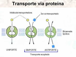 Transporte via proteína
 