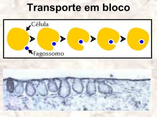 Transporte em bloco
 
