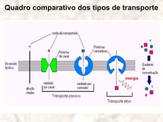 Quadro comparativo dos tipos de transporte
 