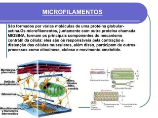 São formados por várias moléculas de uma proteína globular-
actina.Os microfilamentos, juntamente com outra proteína chamada
MIOSINA, formam os principais componentes do mecanismo
contrátil da célula: eles são os responsáveis pela contração e
distenção das células musculares, além disso, participam de outros
processos como citocinese, ciclose e movimento amebóide.
MICROFILAMENTOS
 