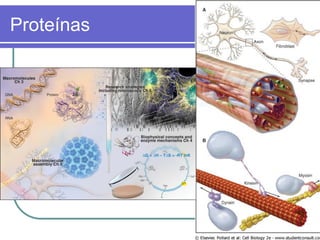 Proteínas
 