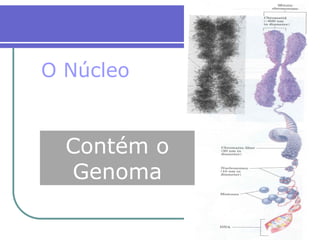 Contém o
Genoma
O Núcleo
 