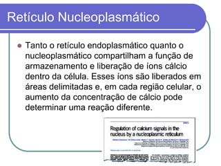  Tanto o retículo endoplasmático quanto o
nucleoplasmático compartilham a função de
armazenamento e liberação de íons cálcio
dentro da célula. Esses íons são liberados em
áreas delimitadas e, em cada região celular, o
aumento da concentração de cálcio pode
determinar uma reação diferente.
Retículo Nucleoplasmático
 