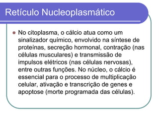 Retículo Nucleoplasmático
 No citoplasma, o cálcio atua como um
sinalizador químico, envolvido na síntese de
proteínas, secreção hormonal, contração (nas
células musculares) e transmissão de
impulsos elétricos (nas células nervosas),
entre outras funções. No núcleo, o cálcio é
essencial para o processo de multiplicação
celular, ativação e transcrição de genes e
apoptose (morte programada das células).
 
