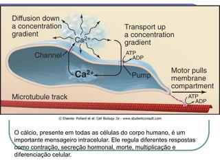O cálcio, presente em todas as células do corpo humano, é um
importante mensageiro intracelular. Ele regula diferentes respostas
como contração, secreção hormonal, morte, multiplicação e
diferenciação celular.
 