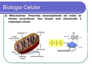 Biologia Celular
2) Mitocôndrias: Presentes essencialmente em todas as
células eucarióticas. Sua função está relacionada à
respiração celular.
 