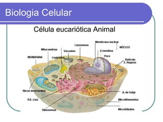 Biologia Celular
Célula eucariótica Animal
 