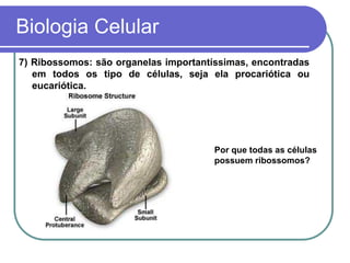 Biologia Celular
7) Ribossomos: são organelas importantíssimas, encontradas
em todos os tipo de células, seja ela procariótica ou
eucariótica.
Por que todas as células
possuem ribossomos?
 