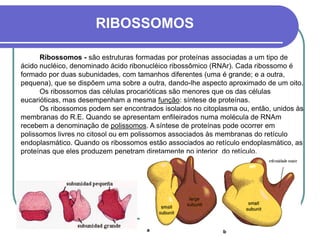 RIBOSSOMOS
Ribossomos - são estruturas formadas por proteínas associadas a um tipo de
ácido nucléico, denominado ácido ribonucléico ribossômico (RNAr). Cada ribossomo é
formado por duas subunidades, com tamanhos diferentes (uma é grande; e a outra,
pequena), que se dispõem uma sobre a outra, dando-lhe aspecto aproximado de um oito.
Os ribossomos das células procarióticas são menores que os das células
eucarióticas, mas desempenham a mesma função: síntese de proteínas.
Os ribossomos podem ser encontrados isolados no citoplasma ou, então, unidos às
membranas do R.E. Quando se apresentam enfileirados numa molécula de RNAm
recebem a denominação de polissomos. A síntese de proteínas pode ocorrer em
polissomos livres no citosol ou em polissomos associados às membranas do retículo
endoplasmático. Quando os ribossomos estão associados ao retículo endoplasmático, as
proteínas que eles produzem penetram diretamente no interior do retículo.
 
