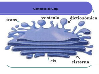 Complexo de Golgi
 