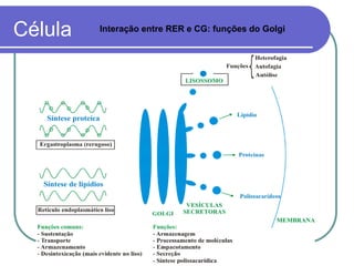 Célula Interação entre RER e CG: funções do Golgi
 