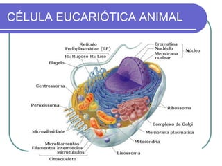 CÉLULA EUCARIÓTICA ANIMAL
 