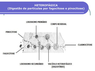 HETEROFÁGICA
(Digestão de partículas por fagocitose e pinocitose)
 