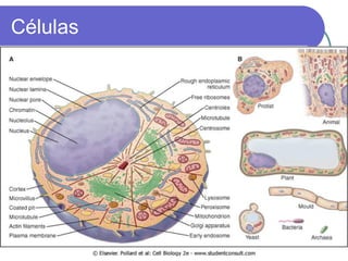 Células
 